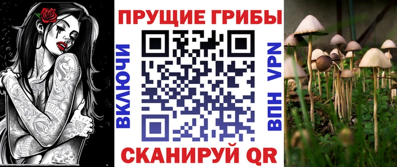 Купить  Новокубанск  Галлюциногенные грибы Cubensis 